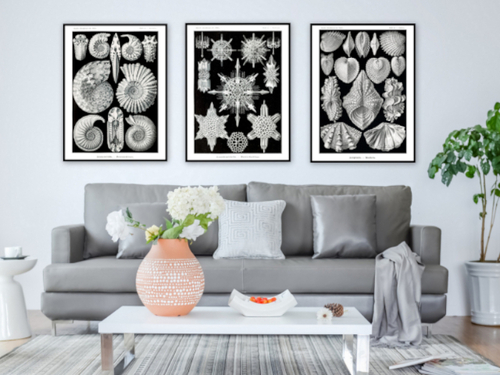 Product picture Seashells Black and White Vintage 3 Piece Wall Art